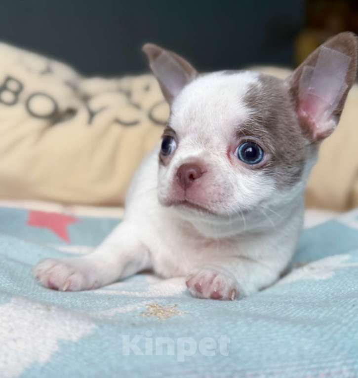 Собаки в Москве: Лиловый кукольный мальчик  Мальчик, 50 000 руб. - фото 4