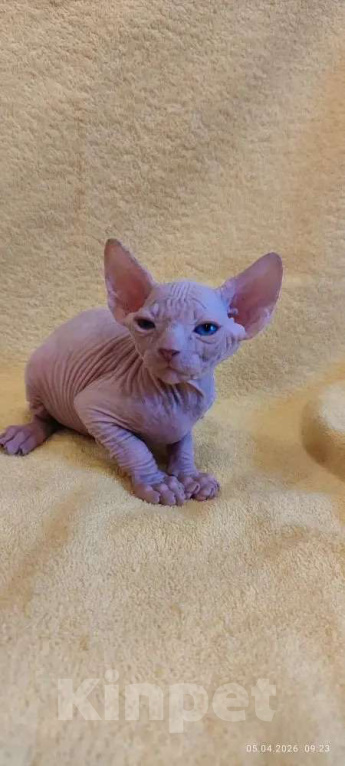 Кошки в Москве: Топовый малыш канадец Мальчик, 35 000 руб. - фото 1