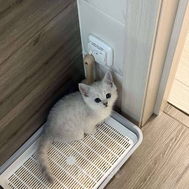 Кошки в Тюмени: Британский мальчик окраса ns11 Мальчик, 10 000 руб. - фото 5