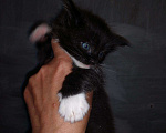 Кошки в Калуге: Правильный Мейн-кун может быть только черным, 5 000 руб. - фото 5