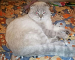 Кошки в Болхове: Серебристая шиншилла. Шотландский вислоухий котик, 1 000 руб. - фото 3