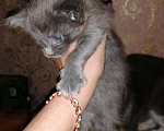 Кошки в Ветлуге: Котята Мейн-кун, 7 000 руб. - фото 9