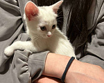 Кошки в Москве: Котёнок в добрые руки 2 месяца  Девочка, Бесплатно - фото 8