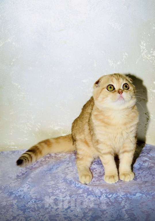 Кошки в Москве: Золотая мраморная шиншилла  Девочка, 40 000 руб. - фото 5