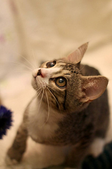 Котенок Финн ищет дом
