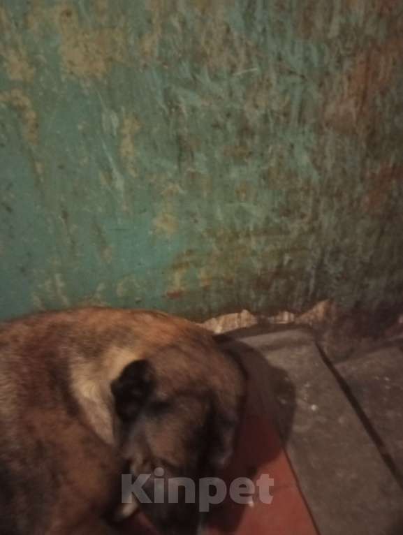 Собаки в Ростове-на-Дону: Пропавший кобель нашли Мальчик, Бесплатно - фото 4