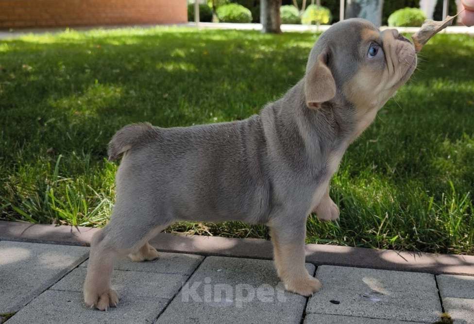 Собаки в Тимашевске: Девочка - изабелла с подпалом Девочка, 80 000 руб. - фото 5