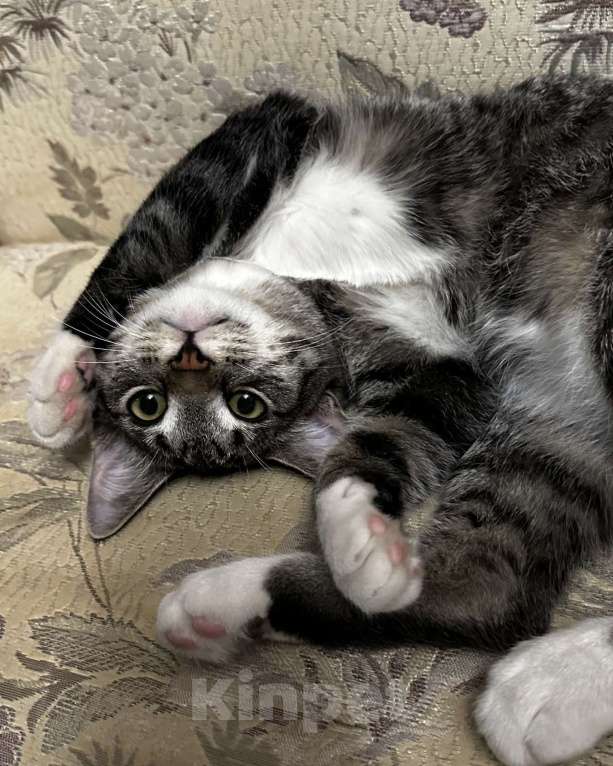 Кошки в Москве: Потерялся кот-подросток Мальчик, Бесплатно - фото 3