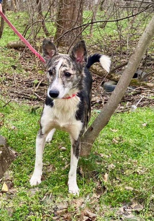 Собаки в Ростове-на-Дону: Красивая и ласковая собачка в добрые руки Девочка, Бесплатно - фото 2