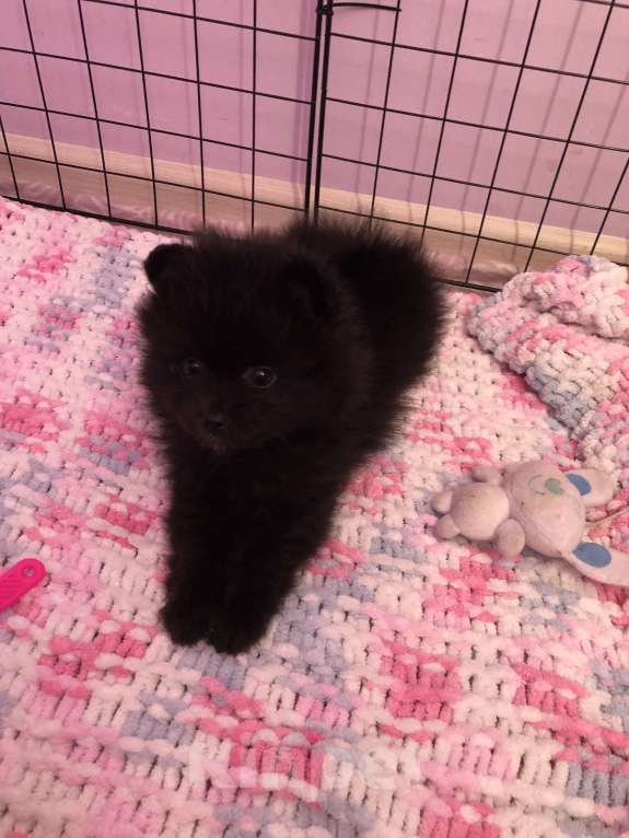 Собаки в Кирове: Померанский шпиц Мальчик, 25 000 руб. - фото 2