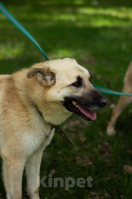 Собаки в Москве: Снежок Мальчик, Бесплатно - фото 5