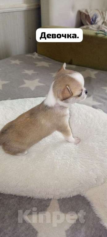 Собаки в Краснодаре: Продам щенков чихуахуа Мальчик, 10 000 руб. - фото 6