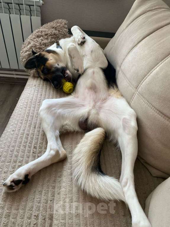 Собаки в Ярославле: Добрый и ласковый пес ищет дом! Мальчик, 1 руб. - фото 4