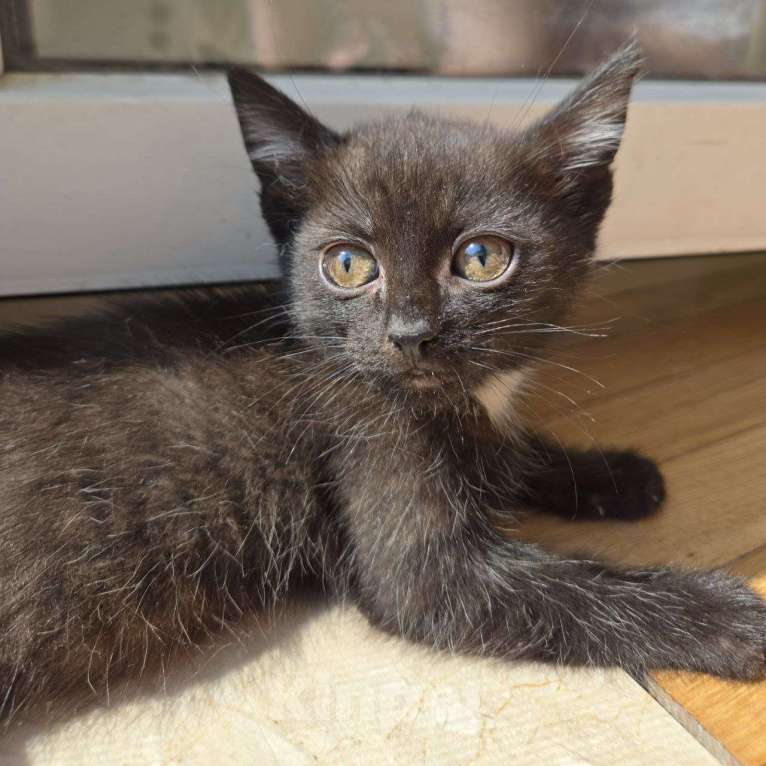 Кошки в Москве: Котенок Маслинка ищет дом Девочка, Бесплатно - фото 1