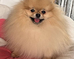 Собаки в Москве: Мальчик Померанского шпица Мальчик, Бесплатно - фото 2