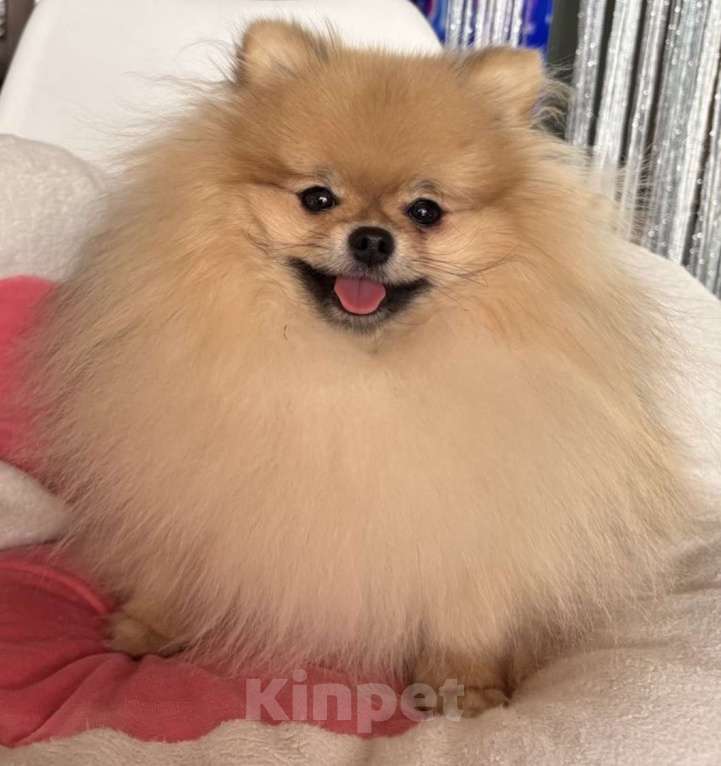 Собаки в Москве: Мальчик Померанского шпица Мальчик, Бесплатно - фото 2