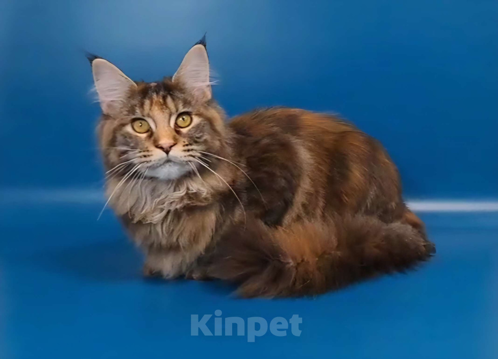 Кошки в Уфе: Девочка мейн-кун 5 мес  Девочка, 40 000 руб. - фото 3