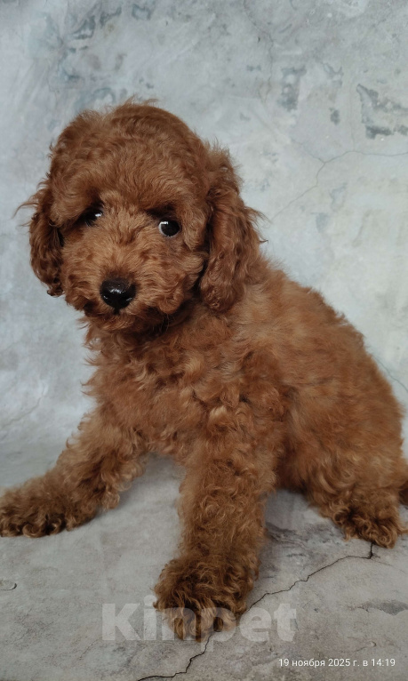 Собаки в Мытищах: Миниатюрный пудель Анри Мальчик, 130 000 руб. - фото 7