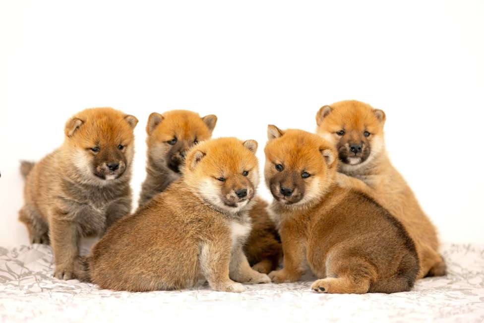 Собаки в Новосибирске: Щенки Сиба Ину Мальчик, Бесплатно - фото 2