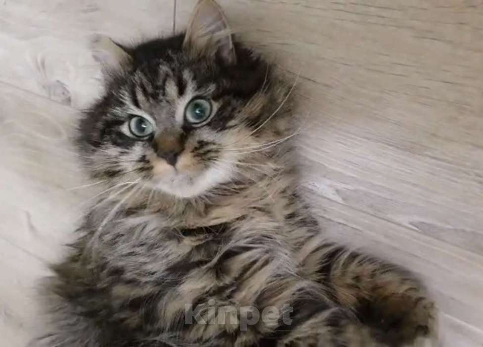 Кошки в Санкт-Петербурге: Котику Плюше нужен хозяин Мальчик, Бесплатно - фото 2