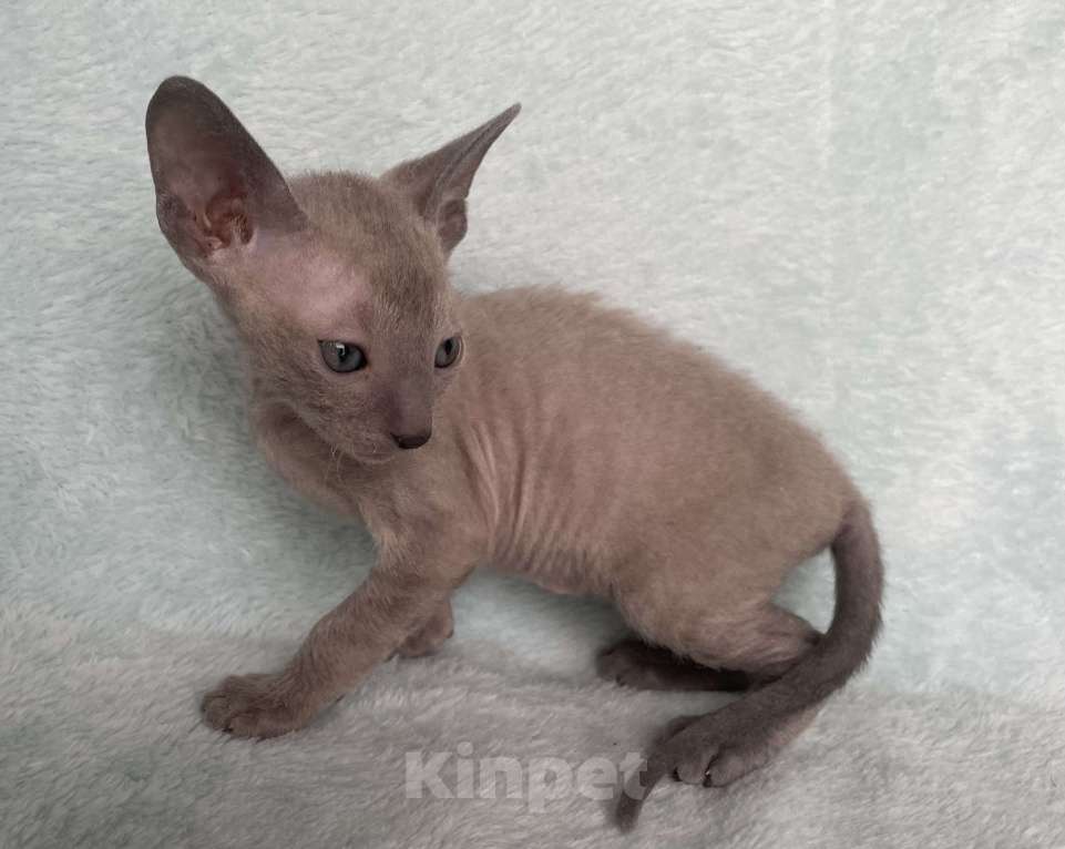 Кошки в Балашихе: Кошечка голубая минковая из московского питомника  Девочка, 70 000 руб. - фото 8