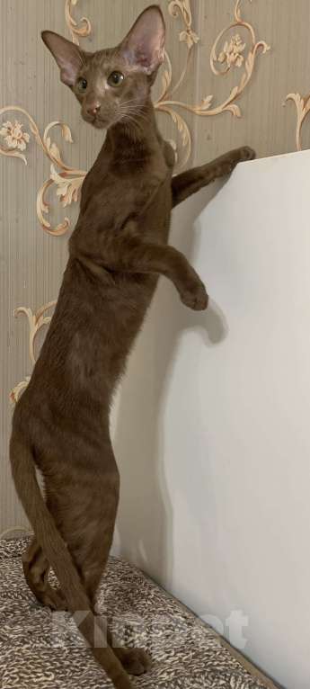 Кошки в Москве: Ориентальный котенок Девочка, 50 000 руб. - фото 4