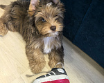 Собаки в Иркутске: Эксклюзивный мальчик цветной йорк в окрасе мерле ред блю даймонд Мальчик, 30 000 руб. - фото 2