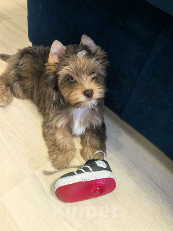 Собаки в Иркутске: Эксклюзивный мальчик цветной йорк в окрасе мерле ред блю даймонд Мальчик, 30 000 руб. - фото 2