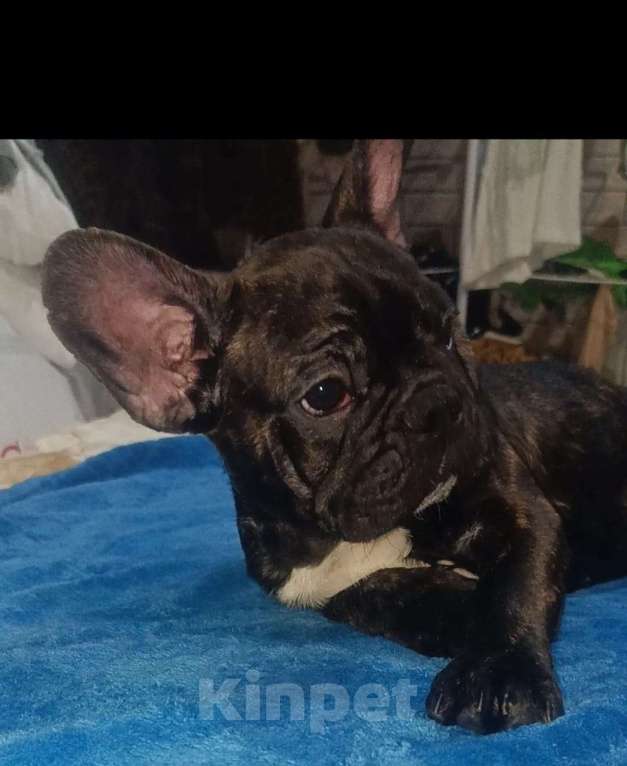 Собаки в Хадыженске: Мальчик Французский бульдог РКФ  Мальчик, Бесплатно - фото 2