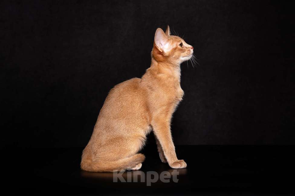 Кошки в Москве: Абиссиннский котёнок Wild siblings' Demetra с огромной любовью ко всему миру Девочка, Бесплатно - фото 5