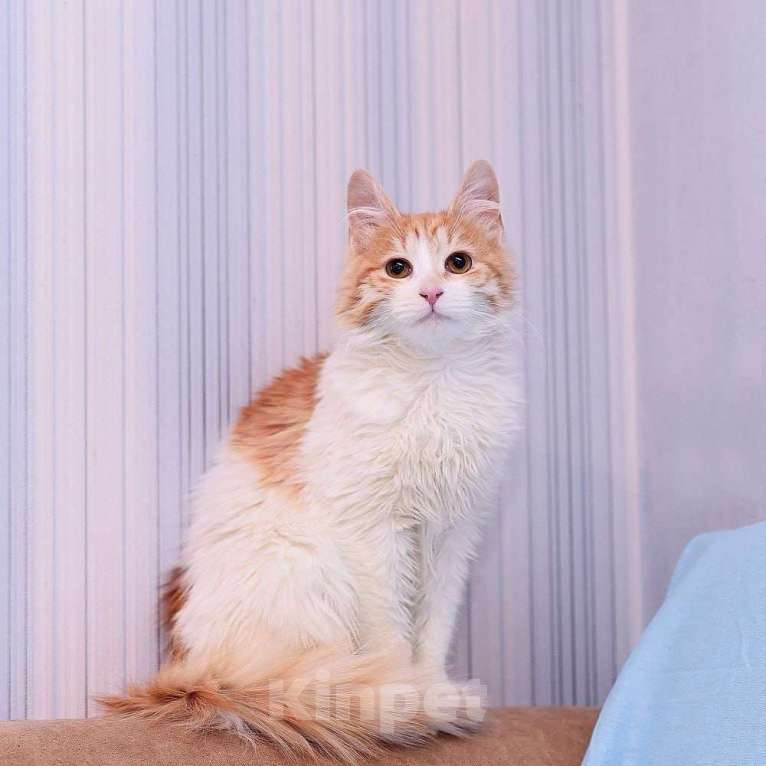 Кошки в Москве: Булочка в добрые руки Девочка, Бесплатно - фото 4