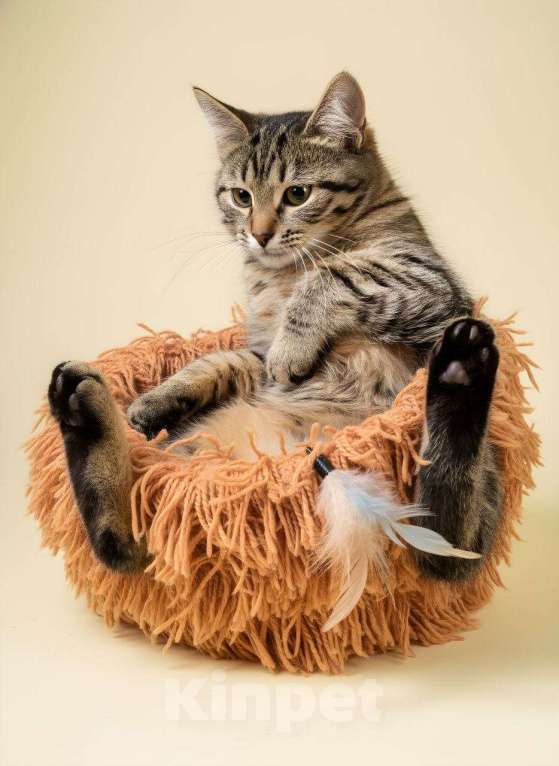 Кошки в Красногорске: Котенок Маруся 5 месяцев ищет дом Девочка, Бесплатно - фото 5