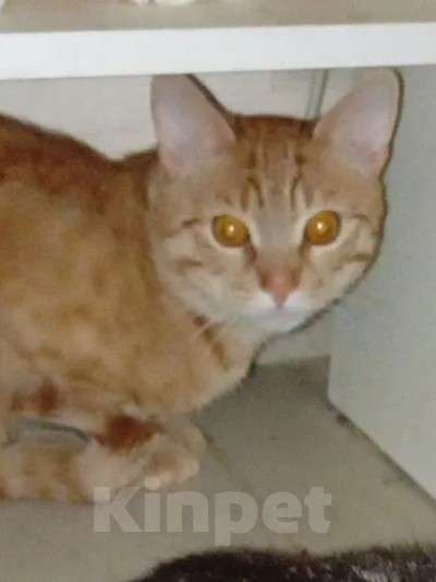 Кошки в Москве: Котята домашние Разнополые, 1 руб. - фото 1