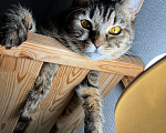 Кошки в Химках: Потрясающая кошка-картошка Сима! Девочка, 10 руб. - фото 1