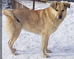 Собаки в Кемерово: Дормидонт в самые надежные руки Мальчик, 100 руб. - фото 1