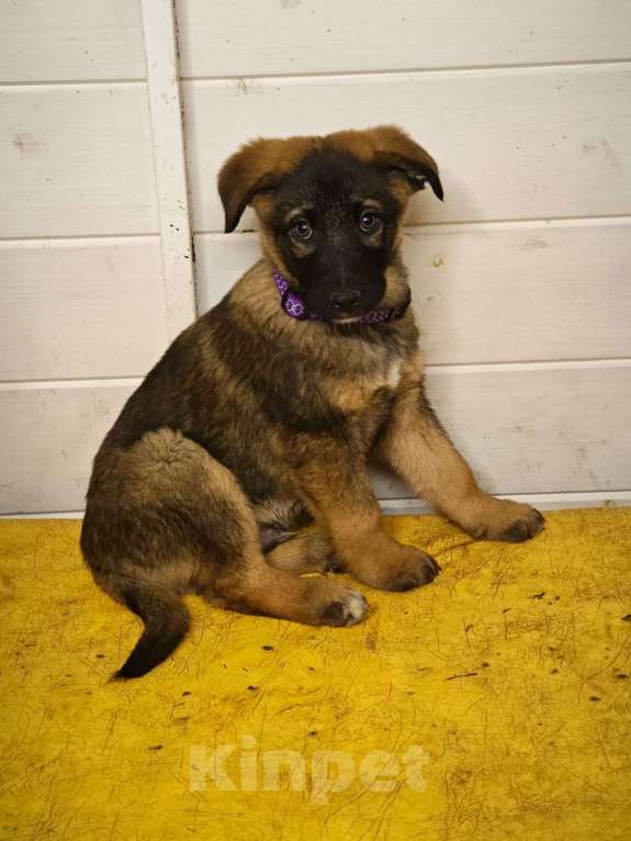 Собаки в Красногорске: Щенок Курт 2,5 месяца в добрые руки  Мальчик, Бесплатно - фото 1