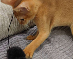 Кошки в Москве: Абиссинский котенок сорель Мальчик, 45 000 руб. - фото 2