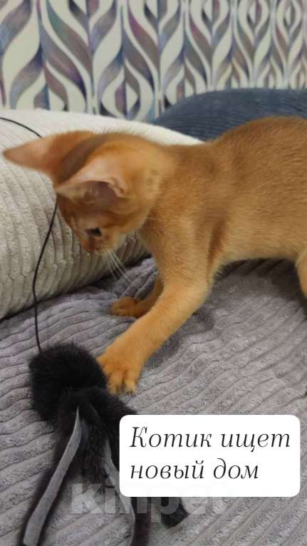 Кошки в Москве: Абиссинский котенок сорель Мальчик, 45 000 руб. - фото 2