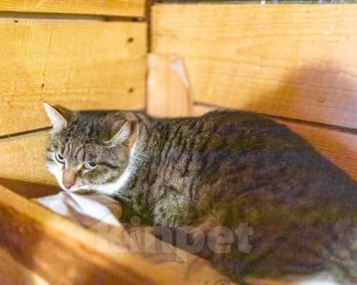 Кошки в Москве: Лютик, 4 года Девочка, Бесплатно - фото 1