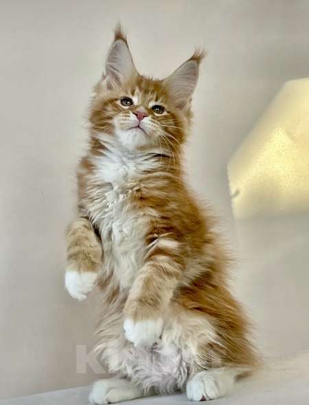 Кошки в других городах Ленинградской области: Мейн кун кошечка Девочка, 45 000 руб. - фото 2