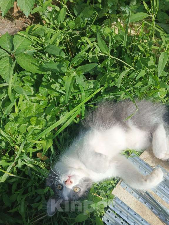 Кошки в Туле: Сладкий мальчик в добрые ручки Мальчик, Бесплатно - фото 7