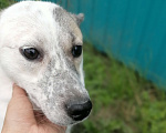 Собаки в Нефтеюганске: Срочно ищет дом Девочка, Бесплатно - фото 1