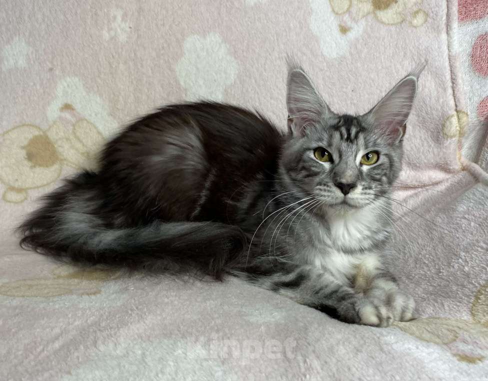 Кошки в Дмитрове: Черная серебристая мраморная девочка мейн кун Jackie, Девочка, 15 000 руб. - фото 4