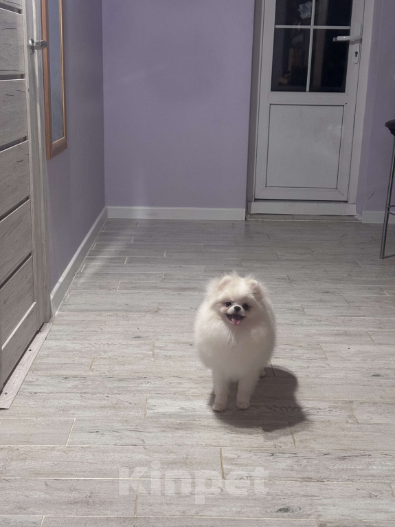 Собаки в Воронеже: Девочка померанского шпица Девочка, 100 000 руб. - фото 2