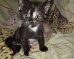 Кошки в Орле: Котята Девочка, 300 руб. - фото 1