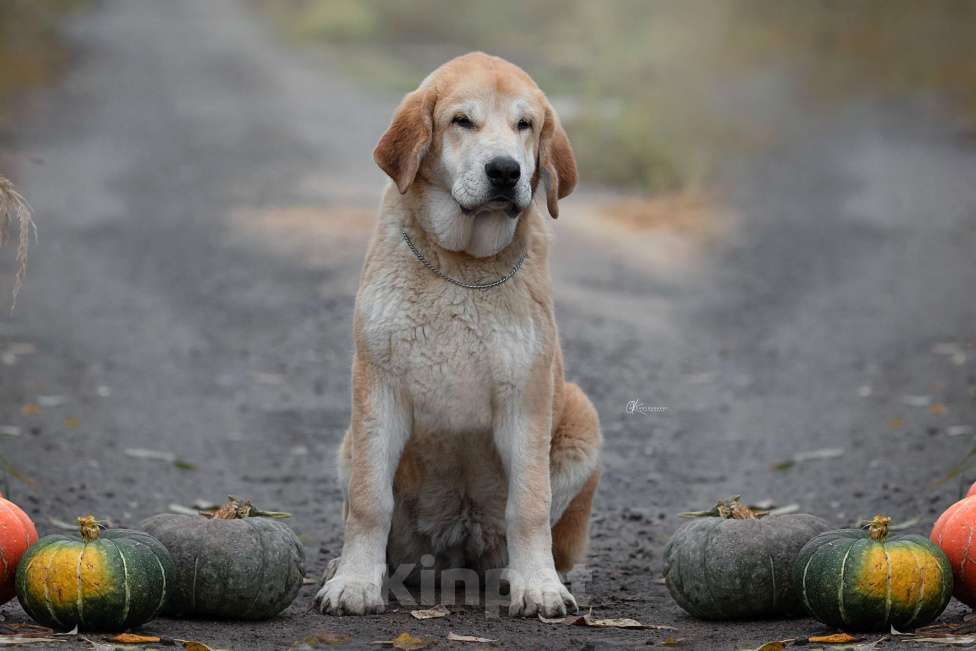 Собаки в других городах Московской области: Испанский мастиф, щенки Девочка, 80 000 руб. - фото 3