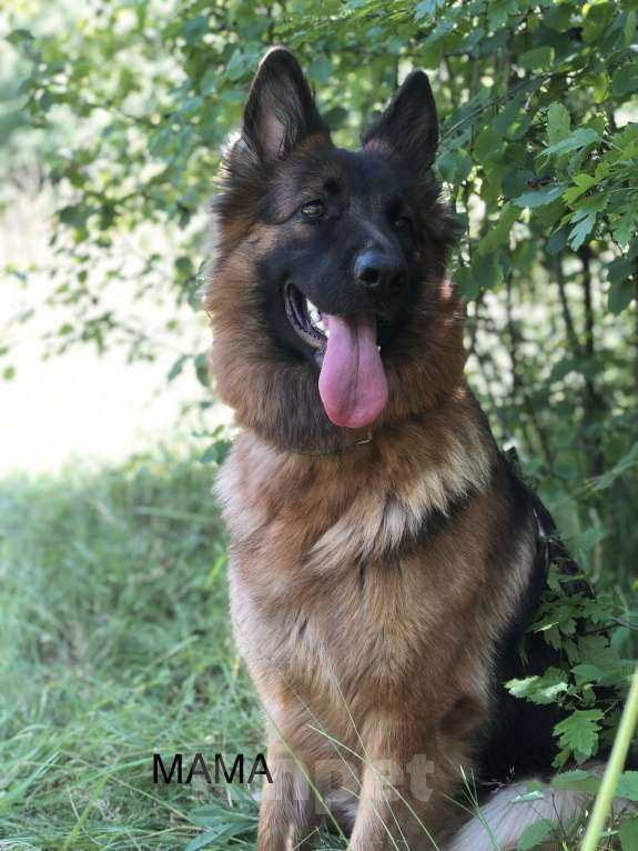 Собаки в Казани: Щенки немецкой овчарки  Мальчик, Бесплатно - фото 8