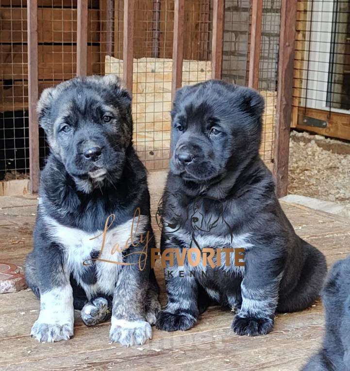 Собаки в Воронеже: Щенки Среднеазиатской Овчарки Мальчик, 60 000 руб. - фото 2