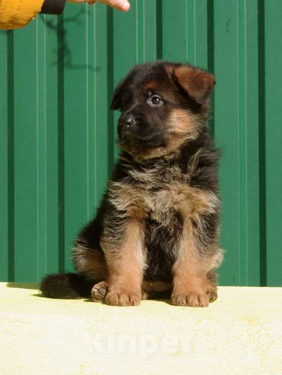 Собаки в других городах Московской области: Щенок немецкой овчарки Девочка, 60 000 руб. - фото 2