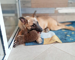 Собаки в Рязани: Щенок от небольшой собачки Девочка, Бесплатно - фото 3